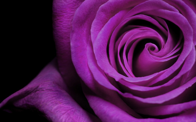 Purple rose macro neo romanticism free wallpaper for desktop - medium preview image