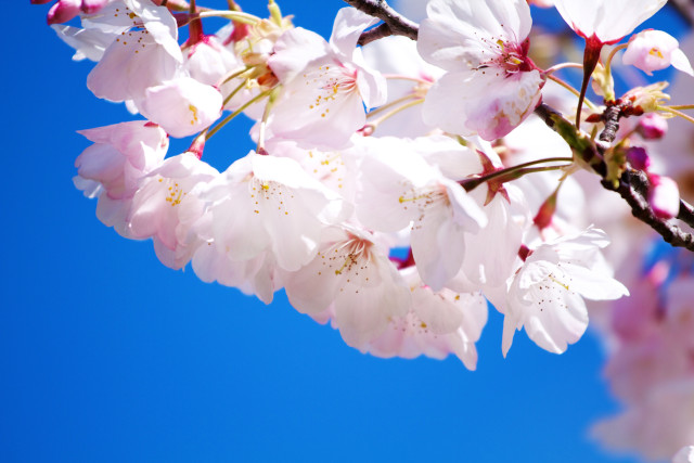 Cherry tree branch pink flowers free wallpaper for desktop - medium preview image