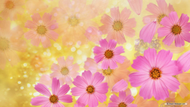 Pink flowers yellow background blurry free wallpaper for desktop - medium preview image