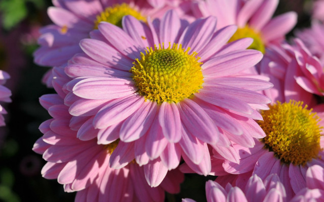 Pink yellow petals macro photorealism free wallpaper for desktop - medium preview image