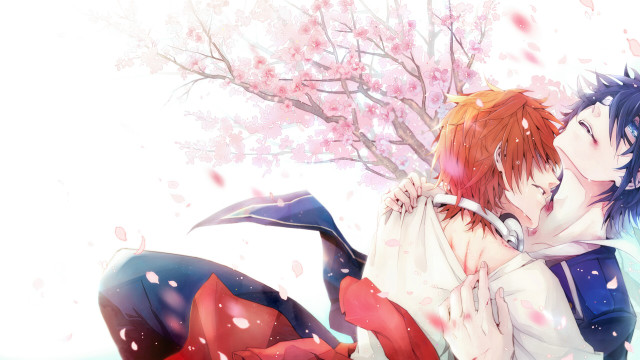 Couple laying snow cherry blossoms free wallpaper for desktop - medium preview image