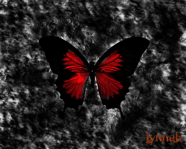 Red butterfly black wings lyndall #2 free wallpaper for desktop - medium preview image