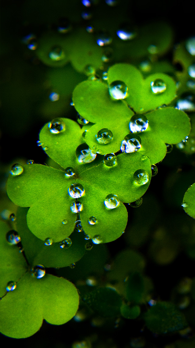 Green leaves water droplets nature free wallpaper for mobile - medium preview image