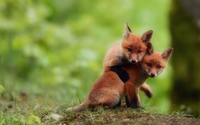 Foxes hugging grass wildlife photography free wallpaper for desktop - medium preview image