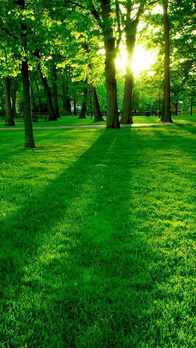 Grassy field trees background photo free wallpaper for mobile - medium preview image