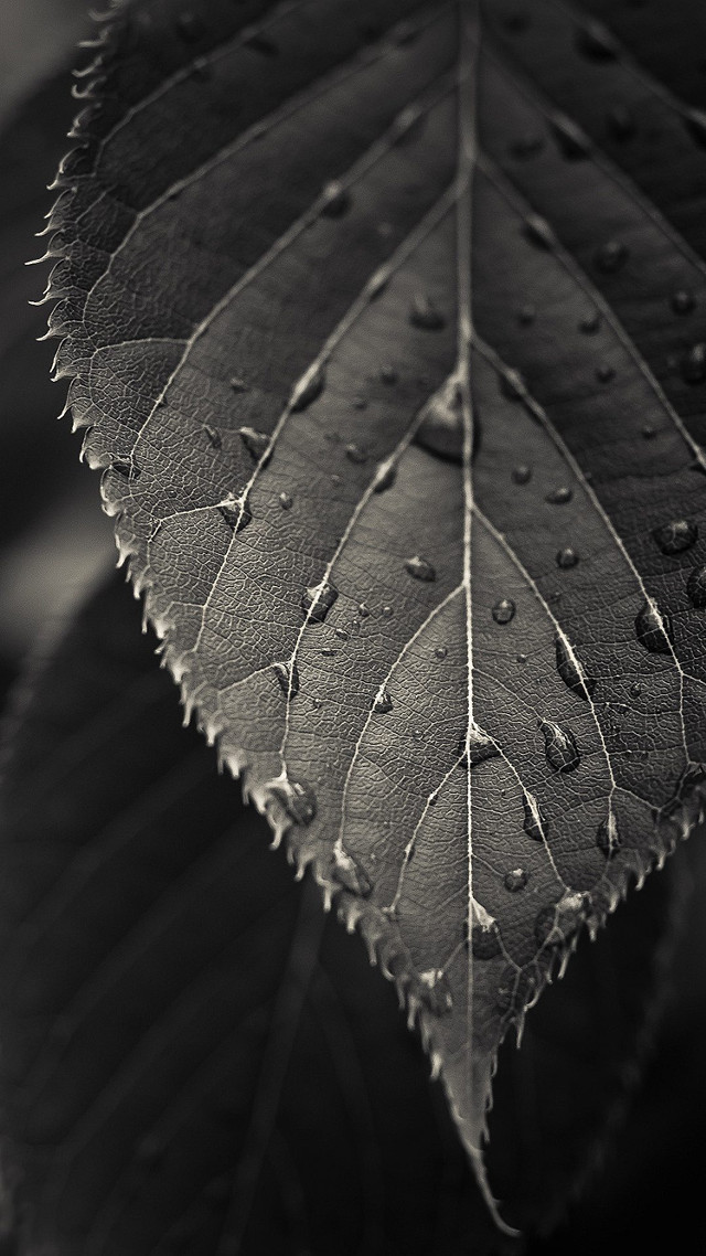 Leaf water drops black white free wallpaper for mobile - medium preview image