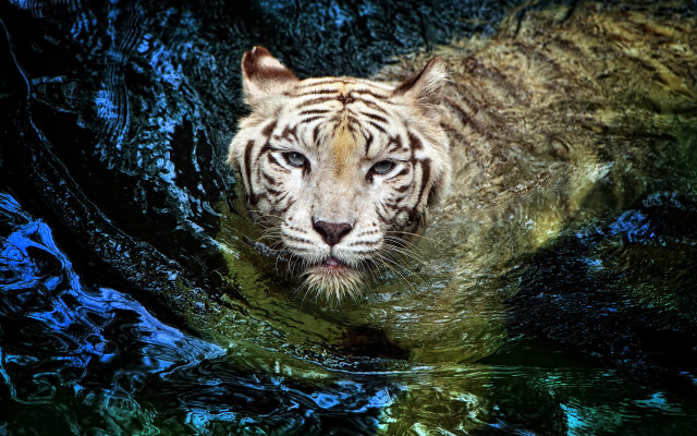 White tiger swimming water blue free wallpaper for desktop - medium preview image