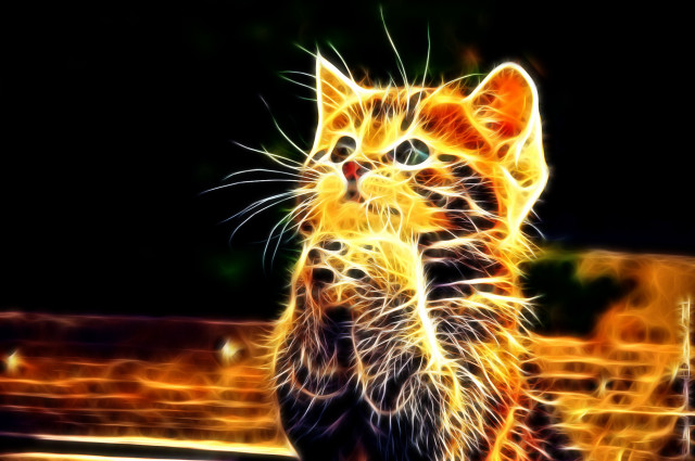 Cat standing paws crossed eyes free wallpaper for desktop - medium preview image