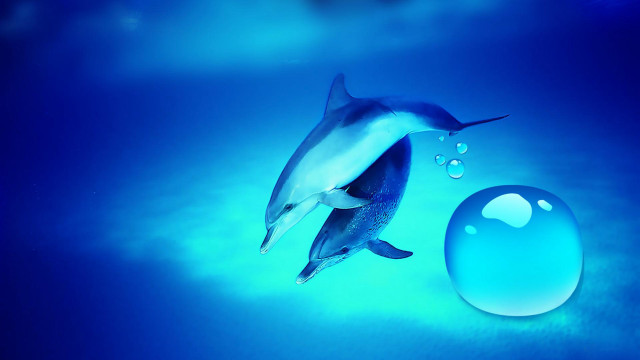 Dolphin blue ball water bubbles free wallpaper for desktop - medium preview image