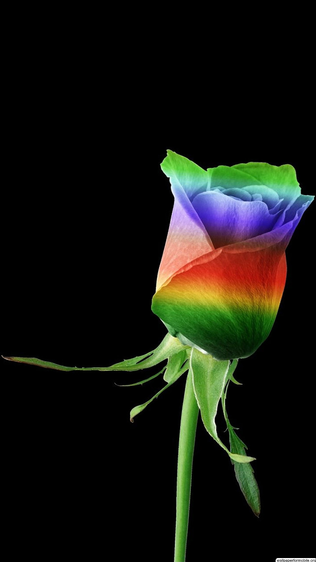 Rainbow colored rose black background free wallpaper for mobile - medium preview image