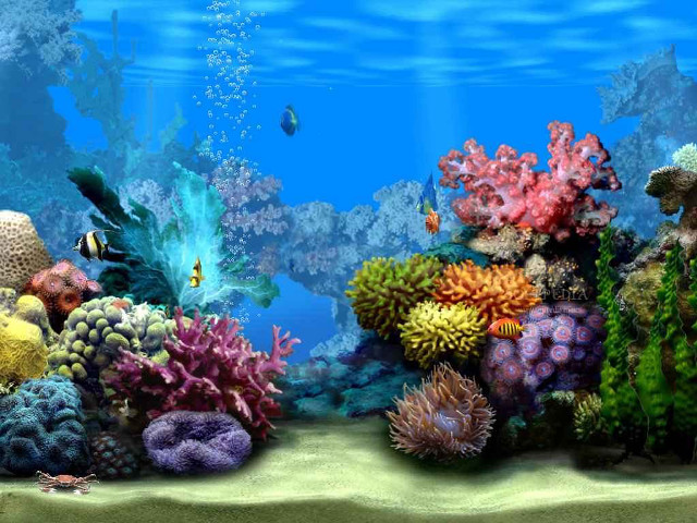 Colorful coral reef fish underwater free wallpaper for desktop - medium preview image