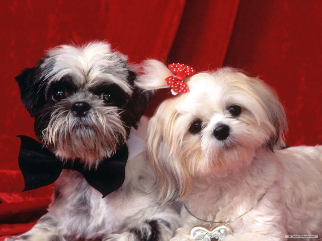 Small dogs bows bow ties free wallpaper for desktop - medium preview image