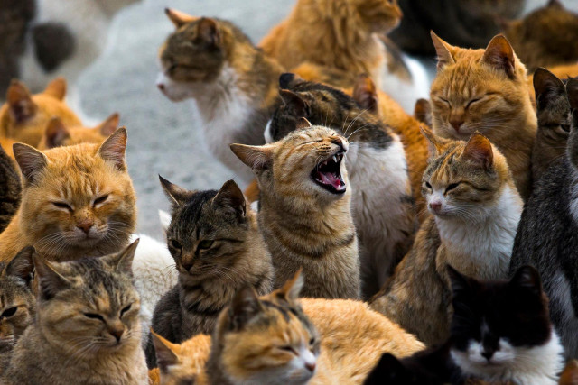 Cats yawning together renaissance award free wallpaper for desktop - medium preview image