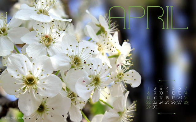 Calendar white flowers cover date free wallpaper for desktop - medium preview image