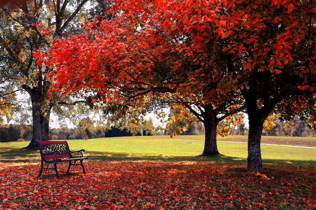Park bench under tree autumn free wallpaper for desktop - medium preview image