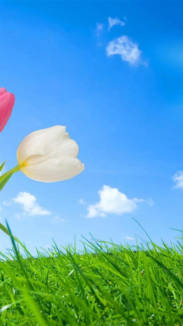 Tulips grass blue sky clouds free wallpaper for mobile - medium preview image