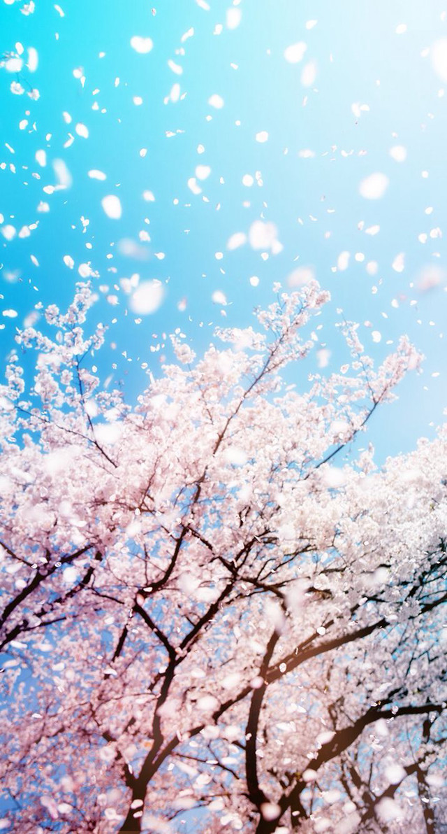 Cherry blossoms sky blue wisteria free wallpaper for mobile - medium preview image