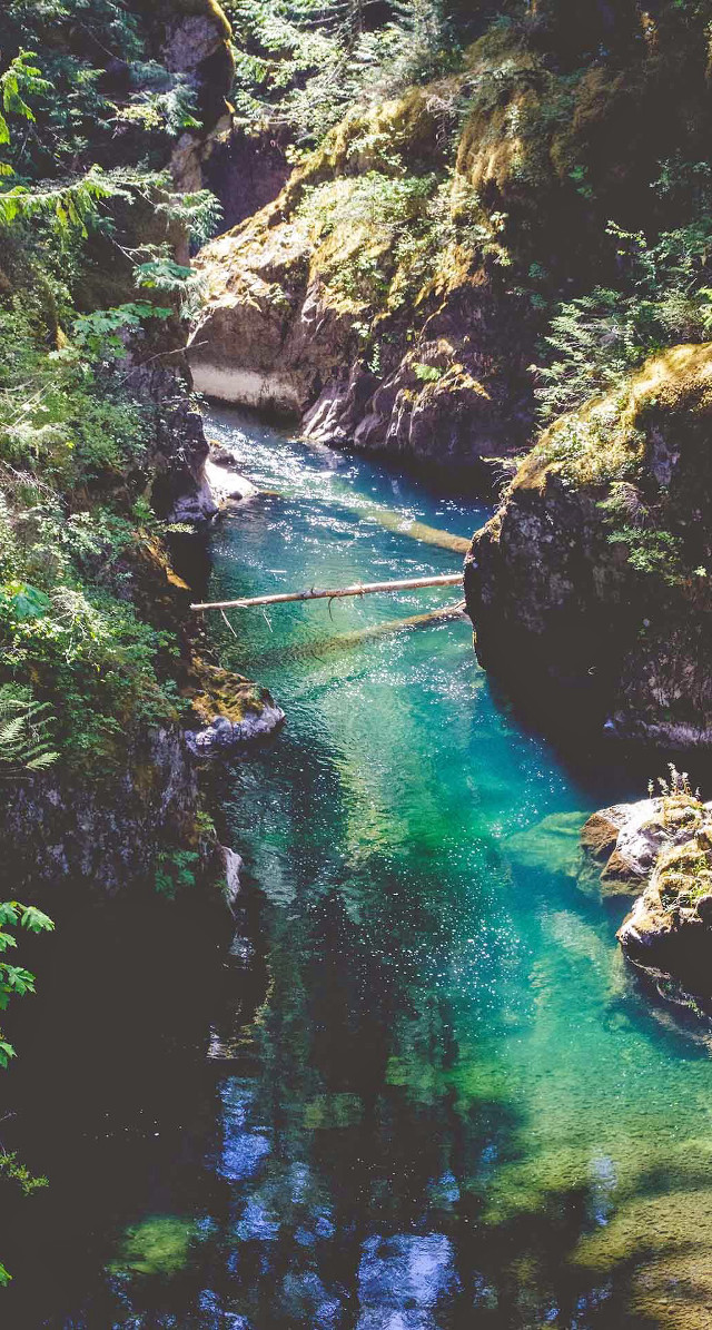 River lush green forest trees #3 free wallpaper for mobile - medium preview image