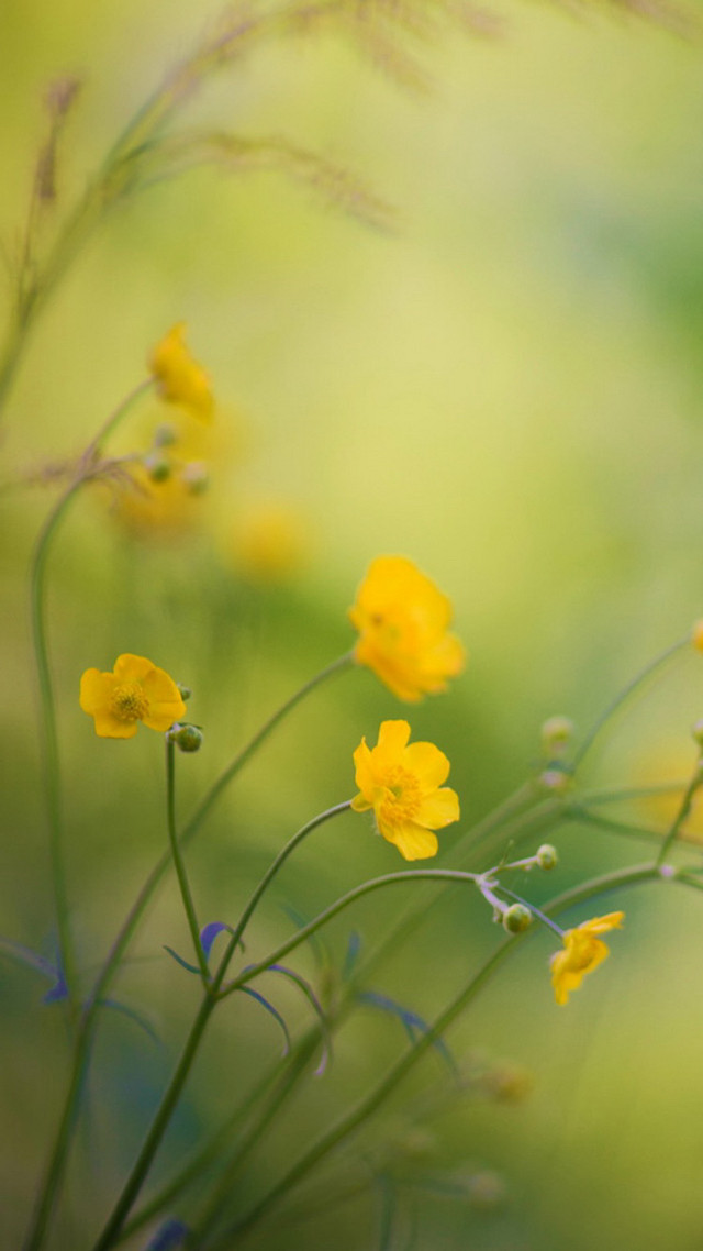 Yellow flowers grass macro blurry free wallpaper for mobile - medium preview image