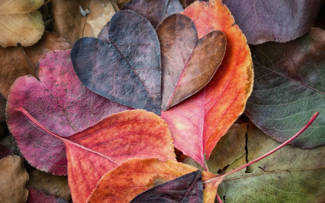 Fall leaves ground together nature free wallpaper for desktop - medium preview image