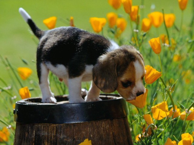 Puppy barrel field yellow flowers free wallpaper for desktop - medium preview image