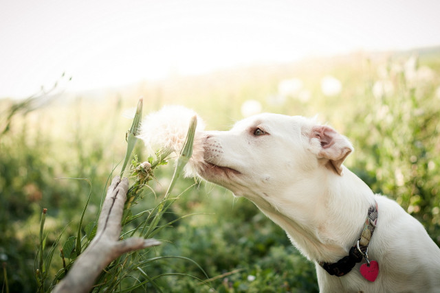 Dog smelling dandelion field grass free wallpaper for desktop - medium preview image