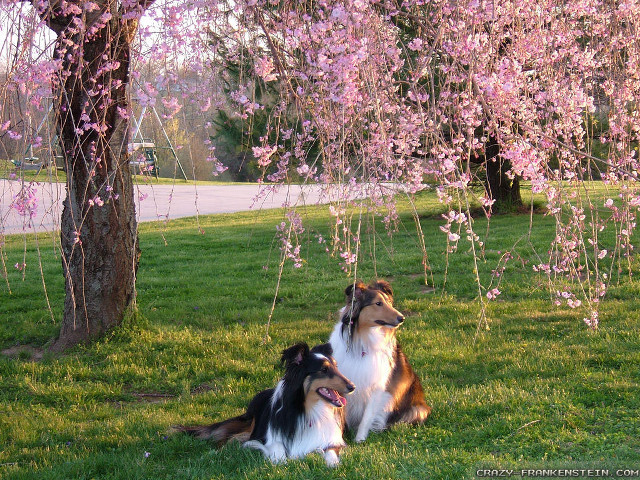 Dogs grass tree pink flowers free wallpaper for desktop - medium preview image