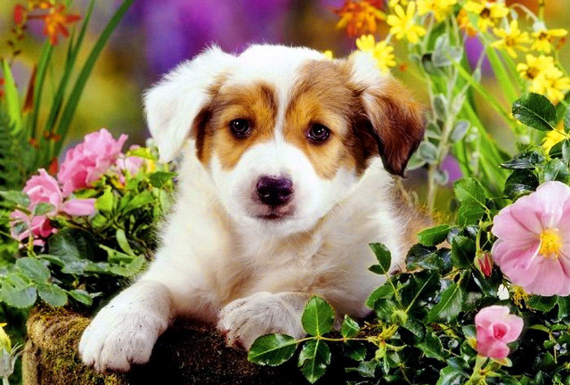 Dog laying flower garden sad free wallpaper for desktop - medium preview image