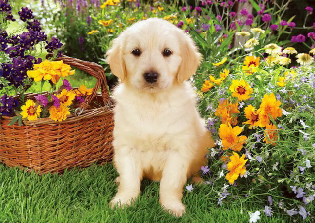 Puppy grass basket flowers background free wallpaper for desktop - medium preview image