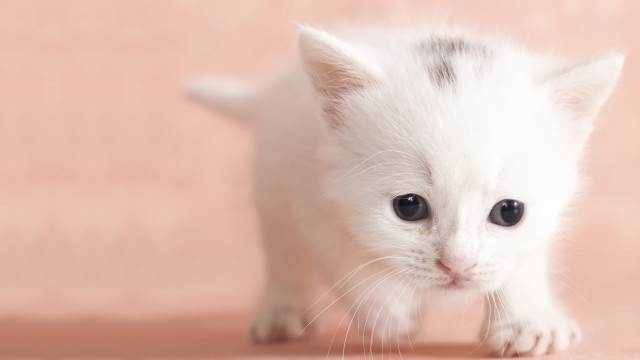 Small white kitten black spot free wallpaper for desktop - medium preview image