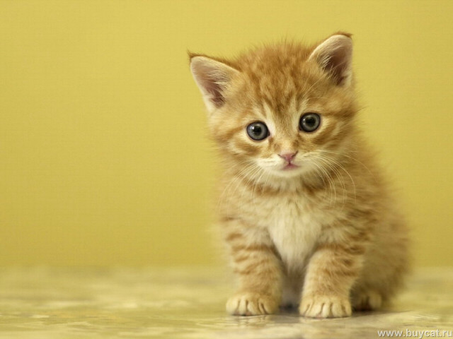 Kitten table yellow wall sad free wallpaper for desktop - medium preview image