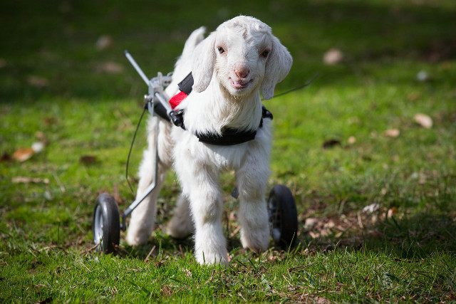 Small white dog harness pulling free wallpaper for desktop - medium preview image