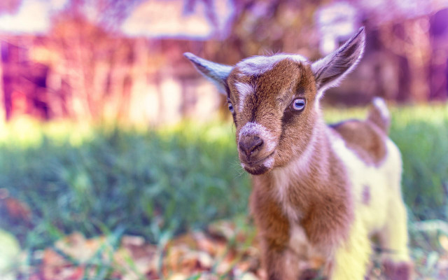 Small goat grass leaves house free wallpaper for desktop - medium preview image