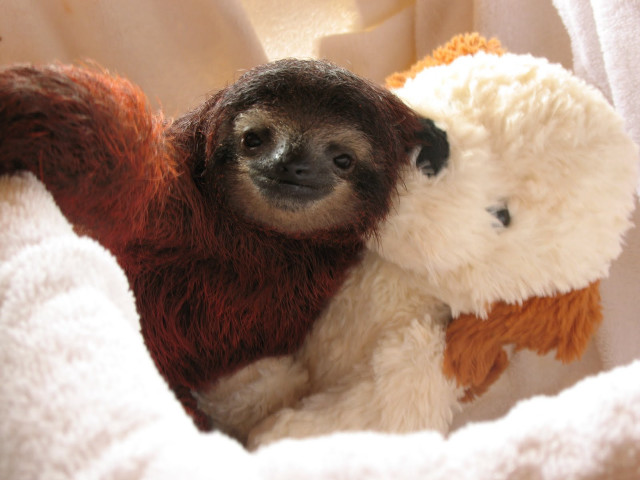 Sloth stuffed animal sitting together free wallpaper for desktop - medium preview image