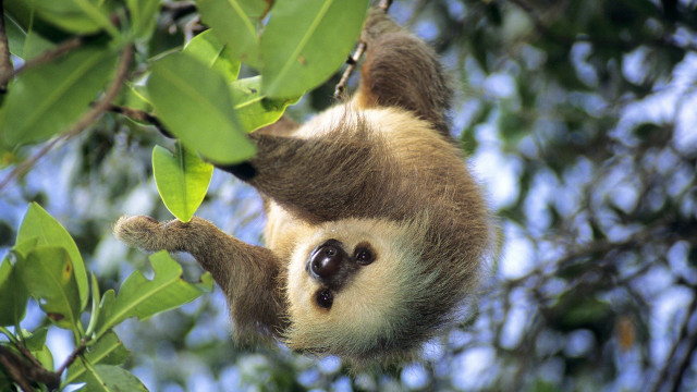 Sloth hanging tree branch leaves free wallpaper for desktop - medium preview image