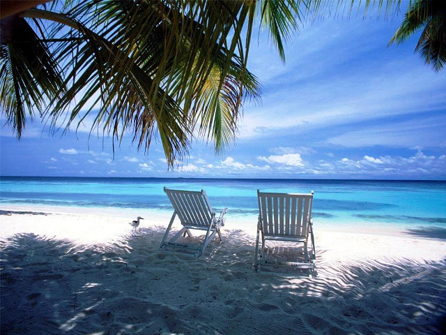 Two chairs beach palm tree #5 free wallpaper for desktop - medium preview image