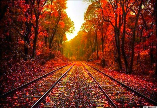 Train track fall trees leaves free wallpaper for desktop - medium preview image