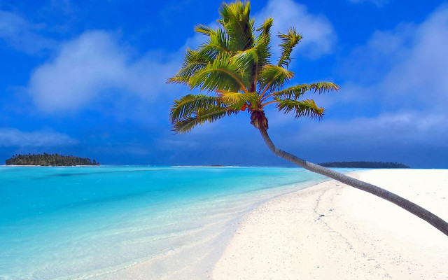 Palm tree beach blue sky #31 free wallpaper for desktop - medium preview image