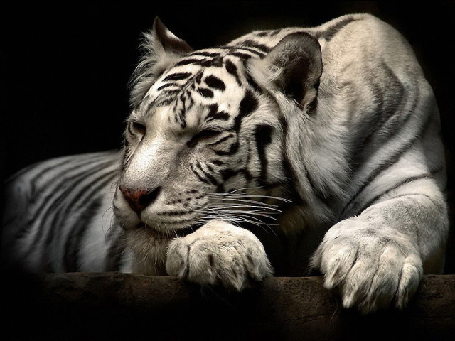 White tiger ledge eyes closed free wallpaper for desktop - medium preview image