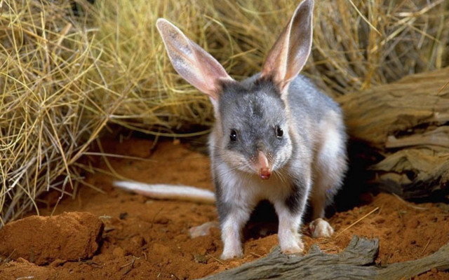 Small gray white animal ears free wallpaper for desktop - medium preview image