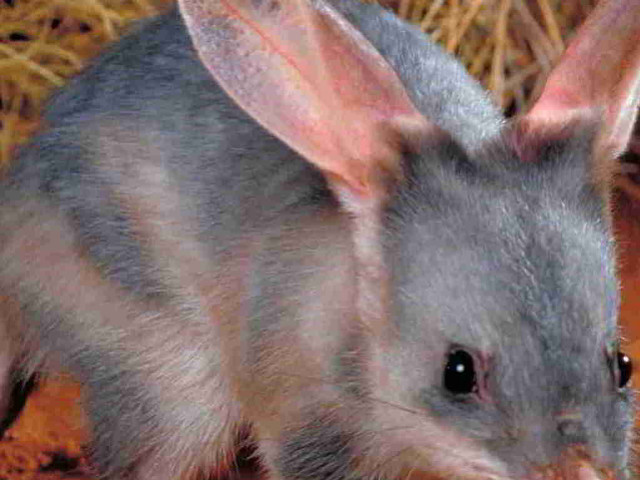 Small gray rat hay red free wallpaper for desktop - medium preview image