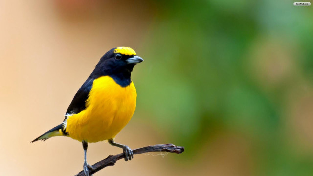 Yellow black bird branch ecological free wallpaper for desktop - medium preview image