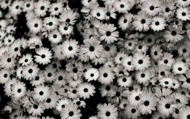 White flowers black centers bouquet free wallpaper for desktop - medium preview image