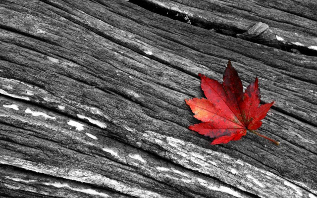 Red leaf wooden surface autumn #2 free wallpaper for desktop - medium preview image
