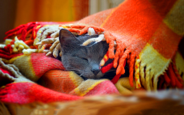 Sleeping cat blanket head closed free wallpaper for desktop - medium preview image