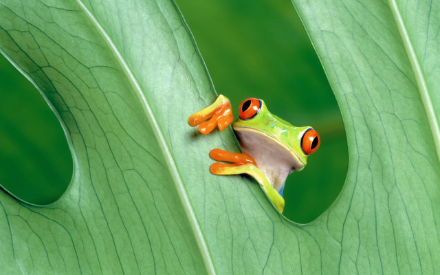 Frog orange eyes green leaf #2 free wallpaper for desktop - medium preview image