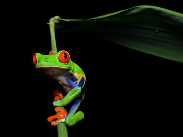 Red eyed frog green plant #2 free wallpaper for desktop - medium preview image