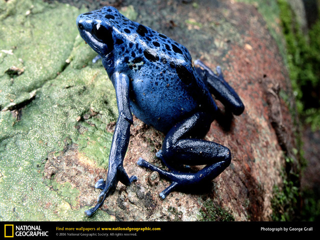 Blue frog rock forest moss free wallpaper for desktop - medium preview image