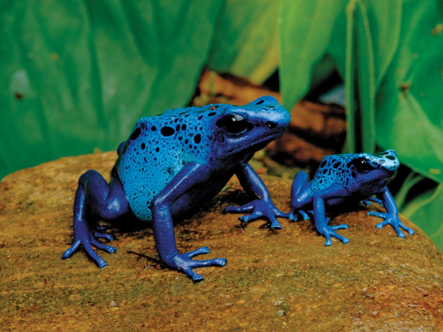Blue frogs rock garden green free wallpaper for desktop - medium preview image