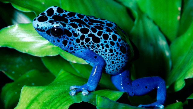 Blue black frog green plant #3 free wallpaper for desktop - medium preview image